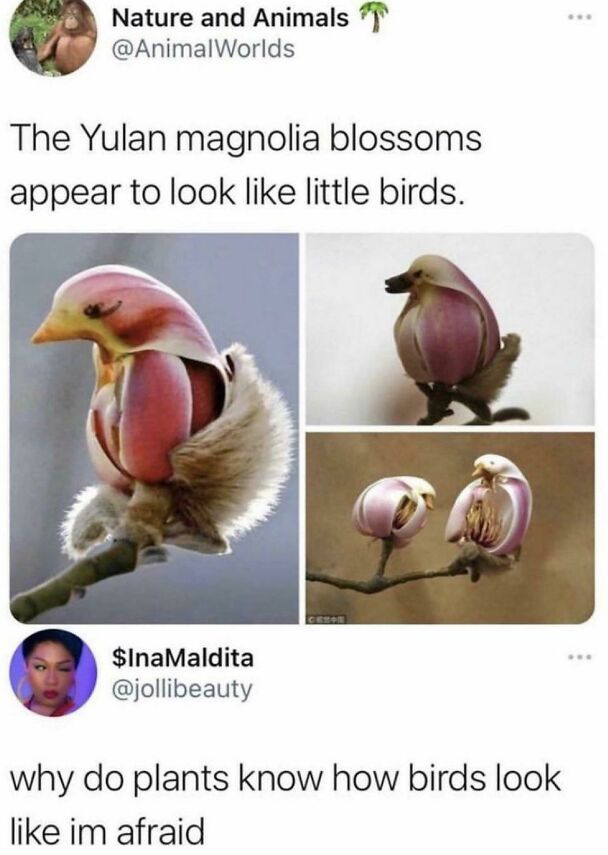 creepy photos - nightmare fuel - yulan magnolia - Nature and Animals The Yulan magnolia blossoms appear to look little birds. Cee $InaMaldita why do plants know how birds look im afraid