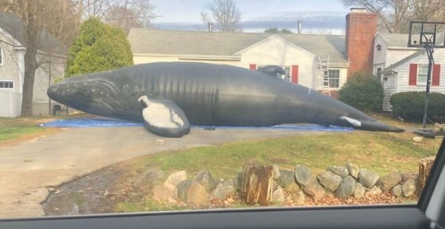 creepy photos - nightmare fuel - whales in a house - Ter