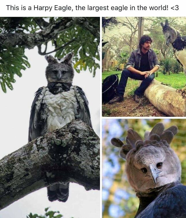 creepy photos - nightmare fuel - parque forestal - This is a Harpy Eagle, the largest eagle in the world!