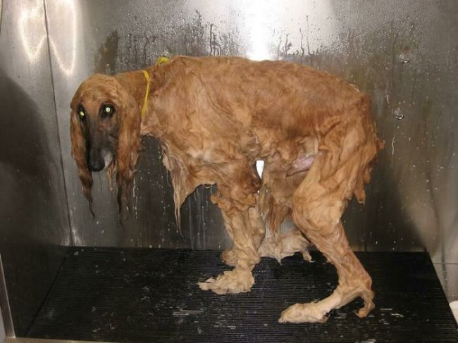 creepy photos - nightmare fuel - wet afgan hound