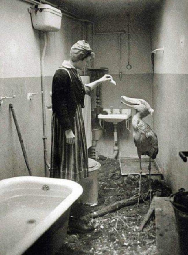 creepy photos - nightmare fuel - shoebill stork ww2