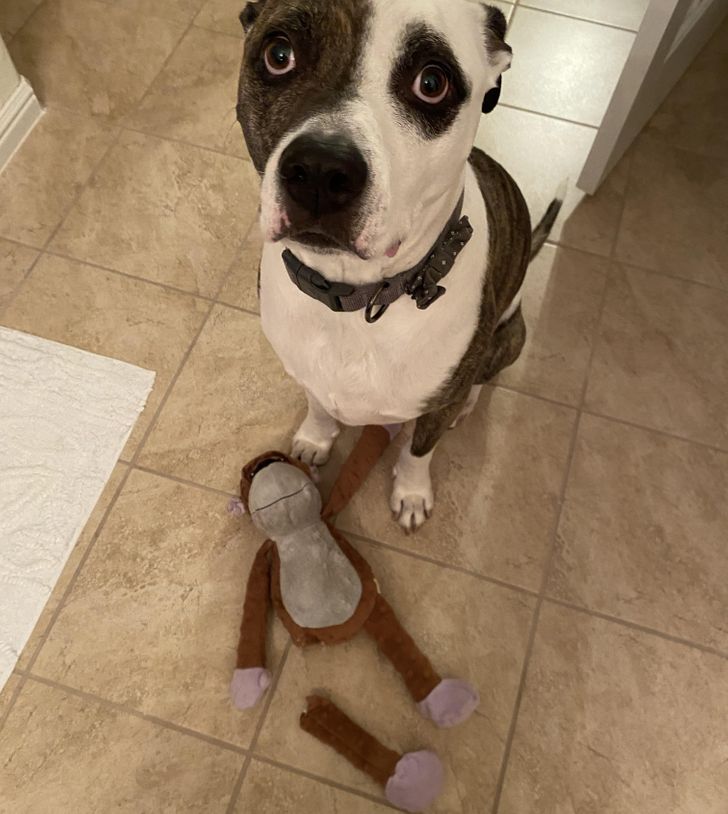 “Sad boy after his favorite toy, Maple the Monkey, finally fell apart.”