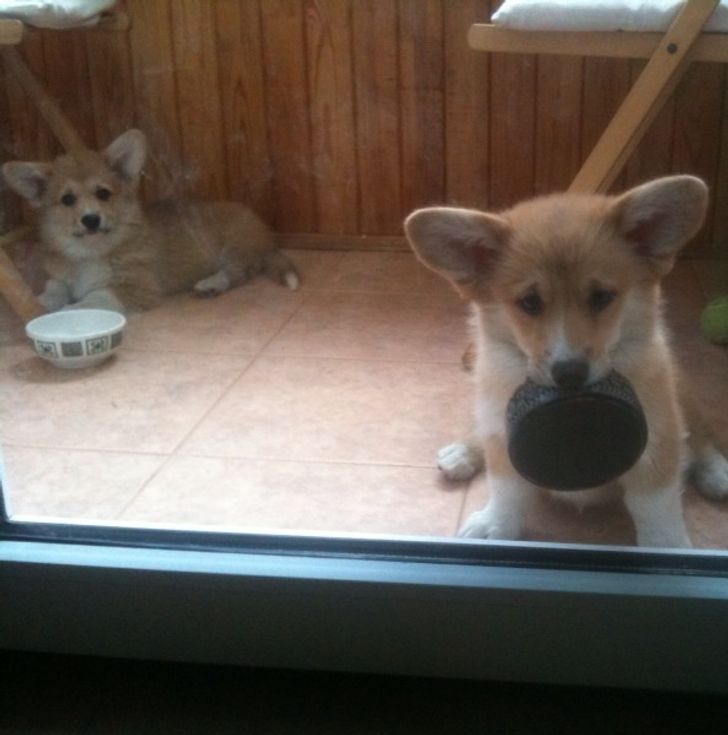 “My friends asked me to babysit their Corgi puppies. I left them for 3 hours with some food and came back to this.”