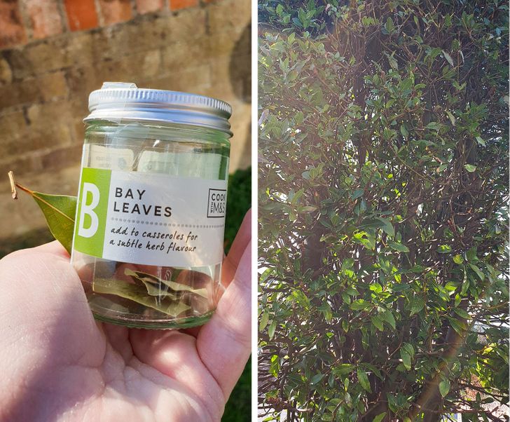 “I have been buying bay leaves when there’s a bay tree outside my front door. I’ve lived here over a year.”