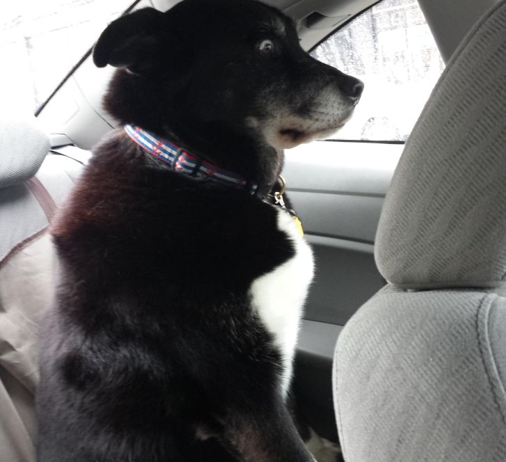 “My dog’s reaction to realizing my girlfriend is driving us on our road trip.”