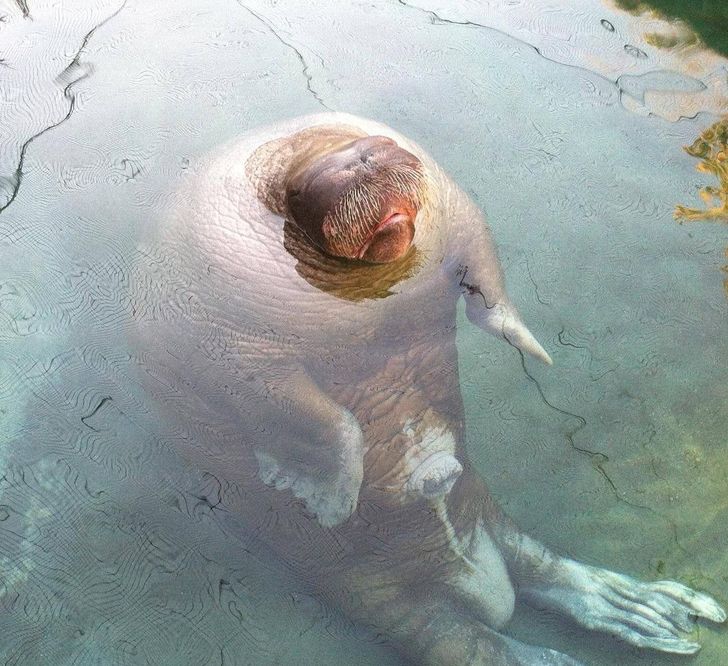 “Went to the zoo yesterday. Found this guy just sitting like this, making fart noises at everyone that walked by.”