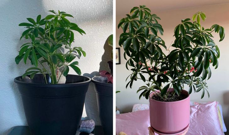 “I started a medical journey a year ago and got my first plant so that I’d grow and change with it.”