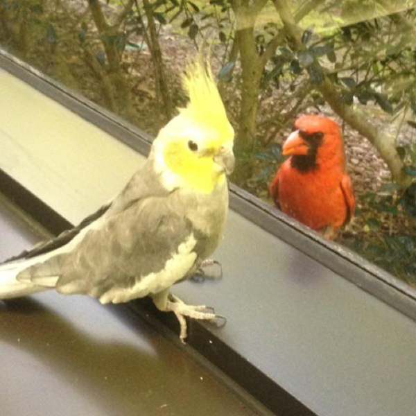 “My cockatiel made friends with a cardinal through a window.”