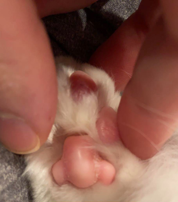 “My cats toe bean looks like a nose.”