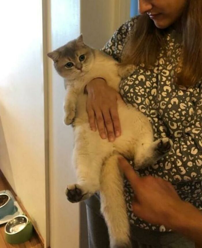 My Sister's Hand Passing Through My Cat's Body