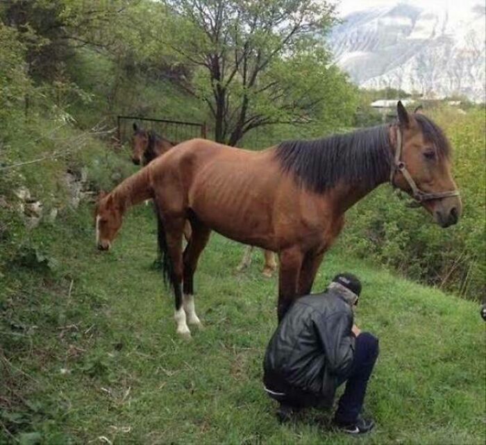 You've Heard Of Catdog, Here's Horsehorse