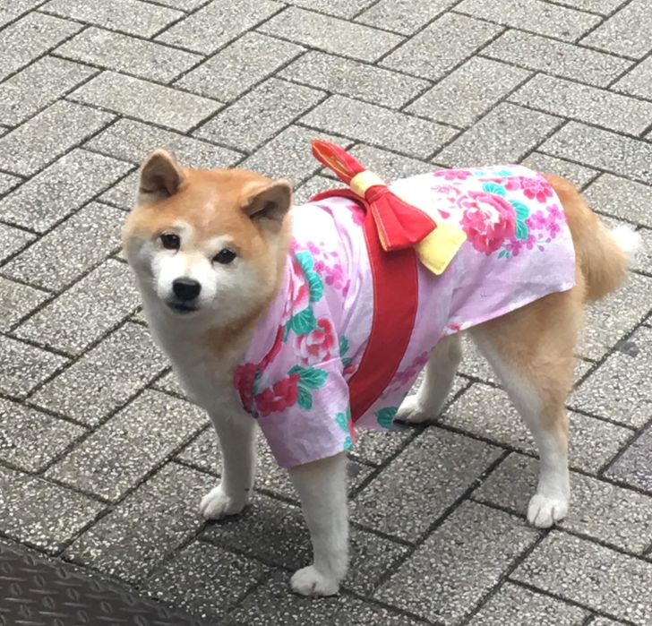 “Found this guy in a kimono while on vacation in Japan.”