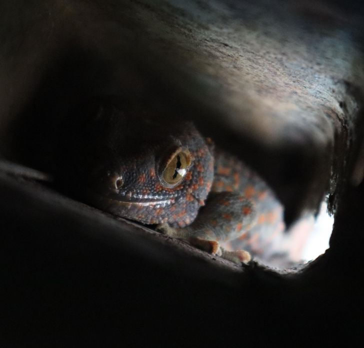 “Moved into a small house in Thailand a week ago, found this little guy sneaking around my kitchen.”