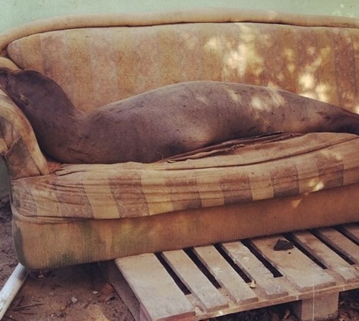 “My friend went to the Galapagos and posted this bad boy, just lounging around.”