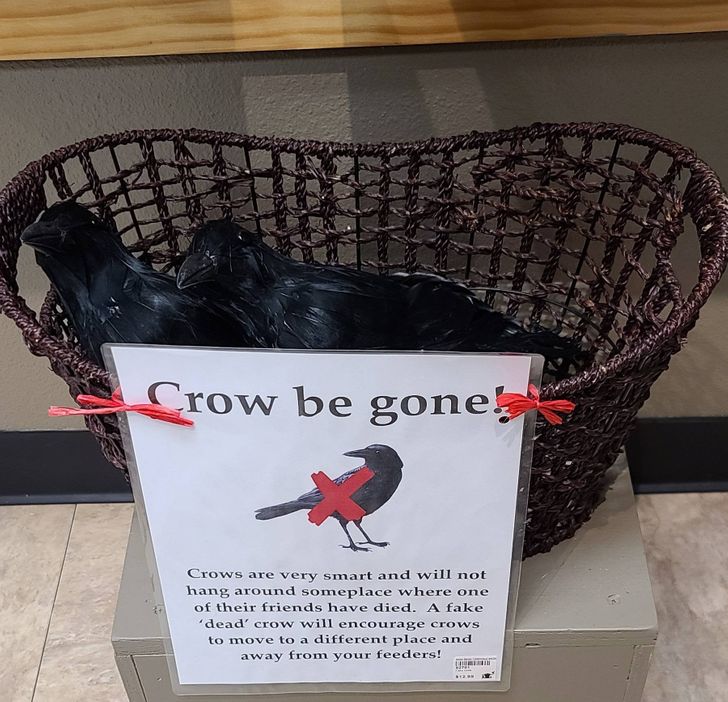 “How to keep the crows away in your yard by placing a fake dead crow.”