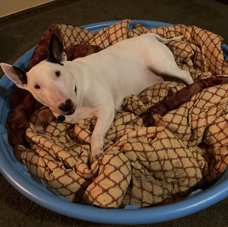 “A plastic kiddie pool with a blanket inside becomes a big, comfy dog bed.”