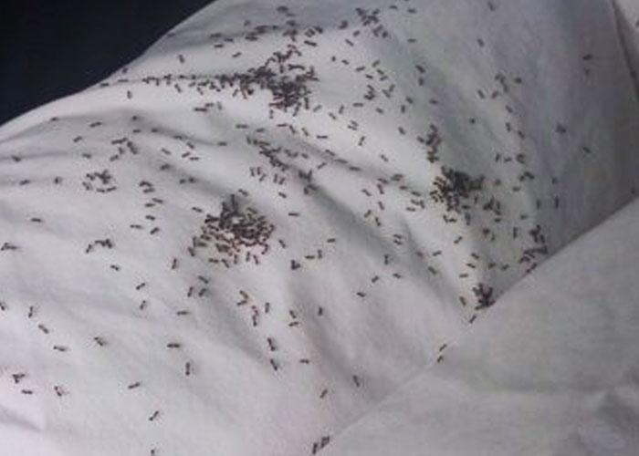 My friend had ANTS in her bed. They were crawling all over the headboard, pilows, sheets, blanket, just everywhere. she got offended when i started to kill some of them. remind you, we were having a sleepover. never again.