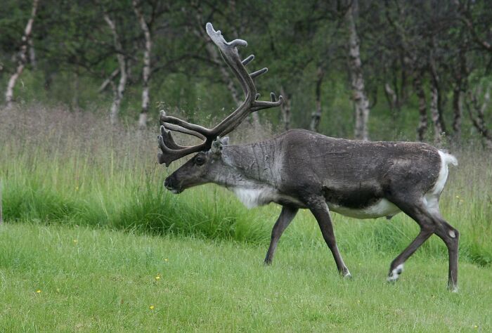 that reindeer is the only mammal to change eye colour to adjust the amount of light that enters the eyes in different seasons. They have golden eyes in summer and blue in winter