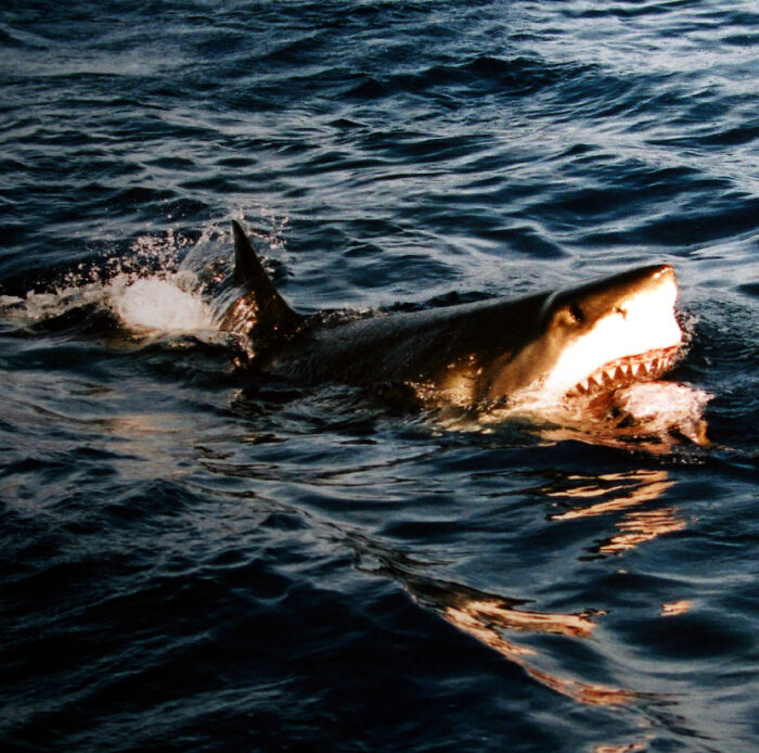 An Australian Fisherman caught a tiger shark and brought it to a local aquarium. The shark puked up a human arm in front of spectators. Investigators were able to distinguish that the arm was not bitten off by the shark,but was cut off and then eaten. The investigation led to a murder charge.