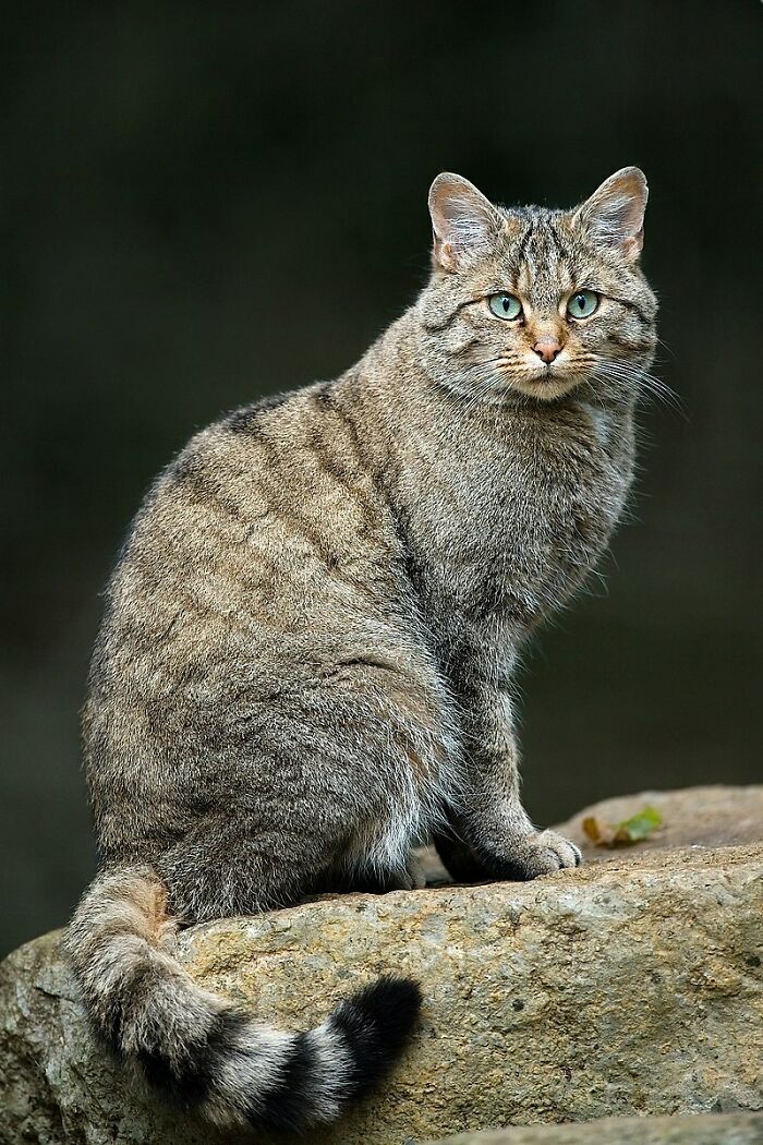 Cats domesticated themselves. They existed unchanged until the Middle Ages; and even now are genetically extremely close to their ancestors.