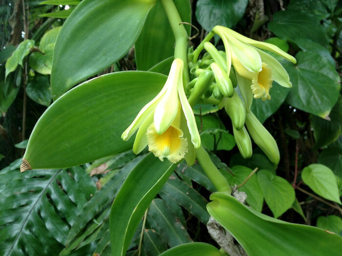 for over 300 years Europeans could not grow vanilla seeds since bringing it from South America. In 1836 it was finally discovered that a bee from Mexico was the only capable pollinator of the vanilla orchid.