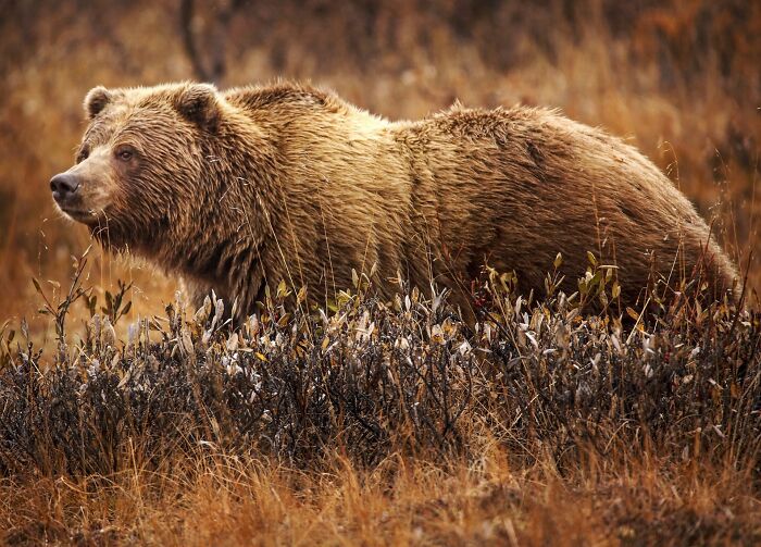 there is one small area in Canada where the ranges of black bears, grizzly bears, and polar bears all overlap.