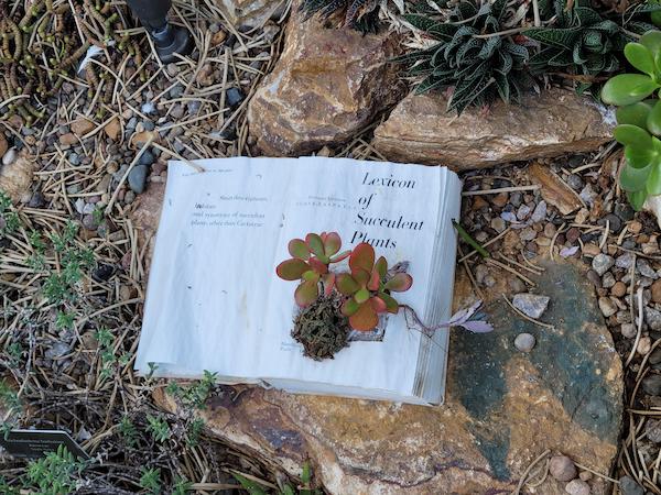 A succulent growing out of a book at the Mitchell park domes in Milwaukee