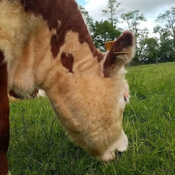 My favourite heifer has a heart on the side of her neck