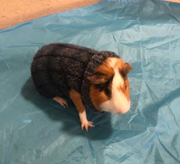 4 yo: “Guinea pig is cold!!!” Wife: “on it!” Two hours later….