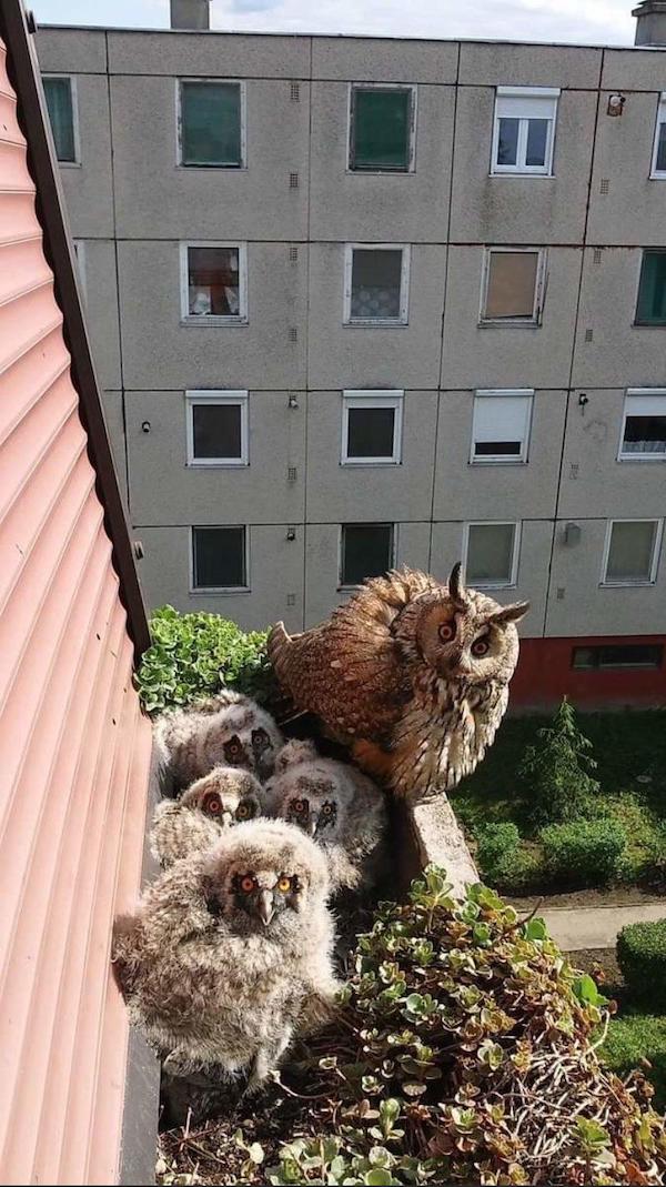 Mother owl with her kids