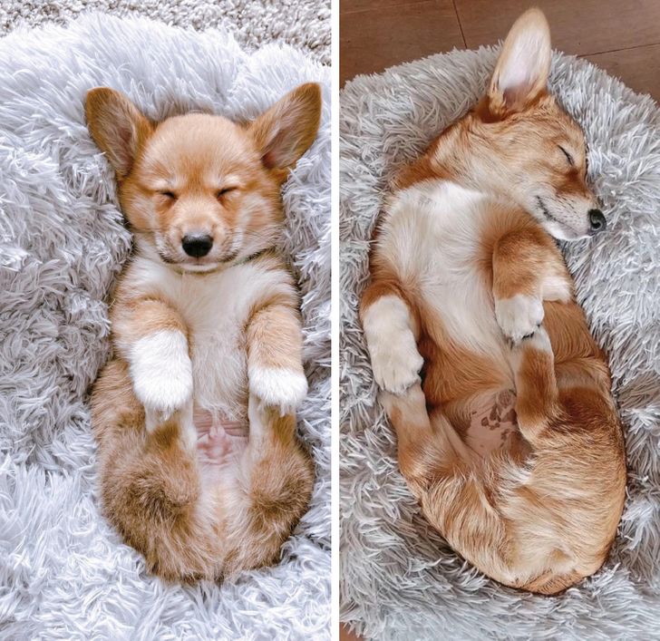 “2 months after I got him and Darwin still holds his own paws when he sleeps.”