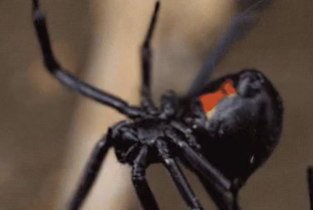 Male black widow spiders try to choose a mate based on whether or not she has recently eaten. They do this by sensing certain chemicals in her webs. Why? Because female black widows typically eat their mates after sex.