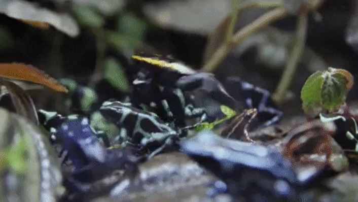 This tiny frog has enough poison on its skin to kill 10-20 fully grown humans.