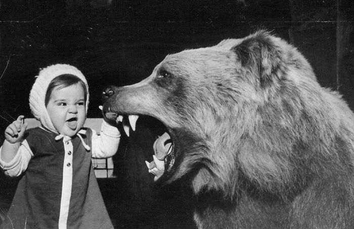 Historical Photos  - Little Girl Roaring At A Stuffed Grizzly Bear At The Sportsman's Show In The Chicago Coliseum. Chicago, Illinois, 1967