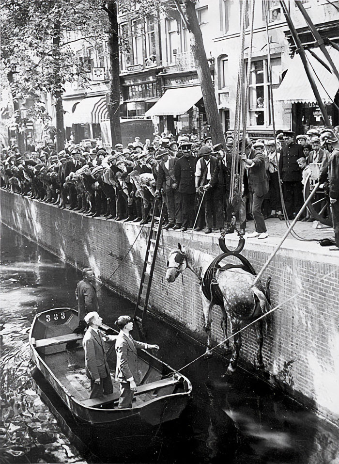 Historical Photos  - Rescuing A Horse That Fell In The Canal. Amsterdam, 1929