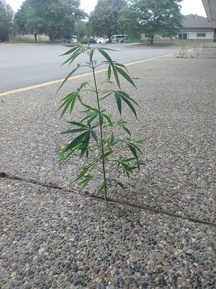 cool things - plant growing out of concrete