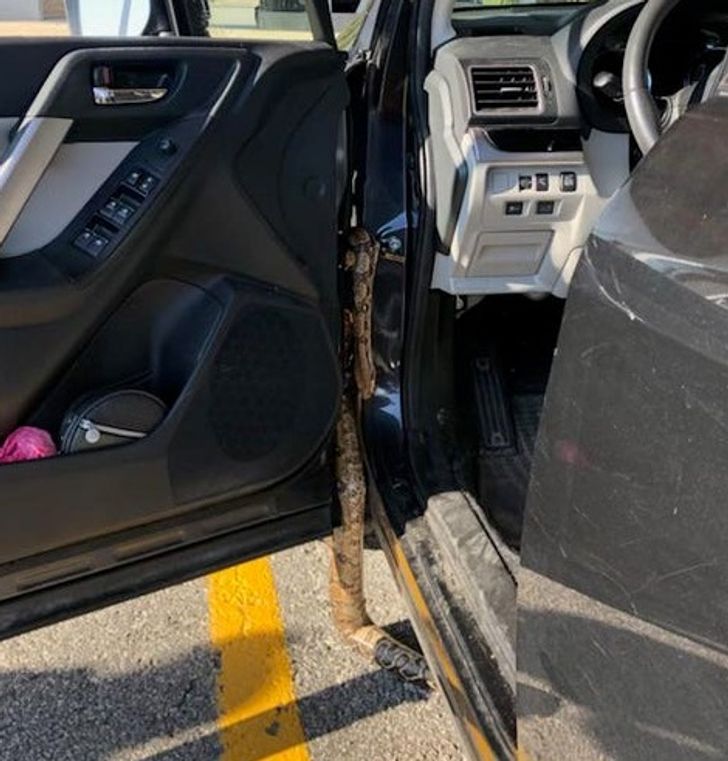 “Just a snake crawling out of my wife’s car at customs during a random check.”