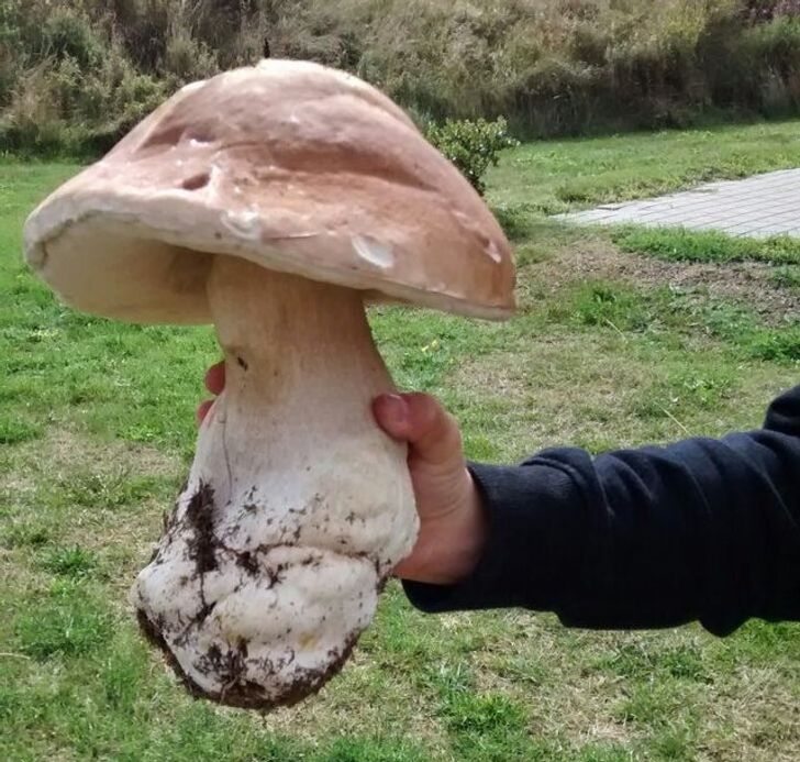 “This mushroom I found 5 years ago.”