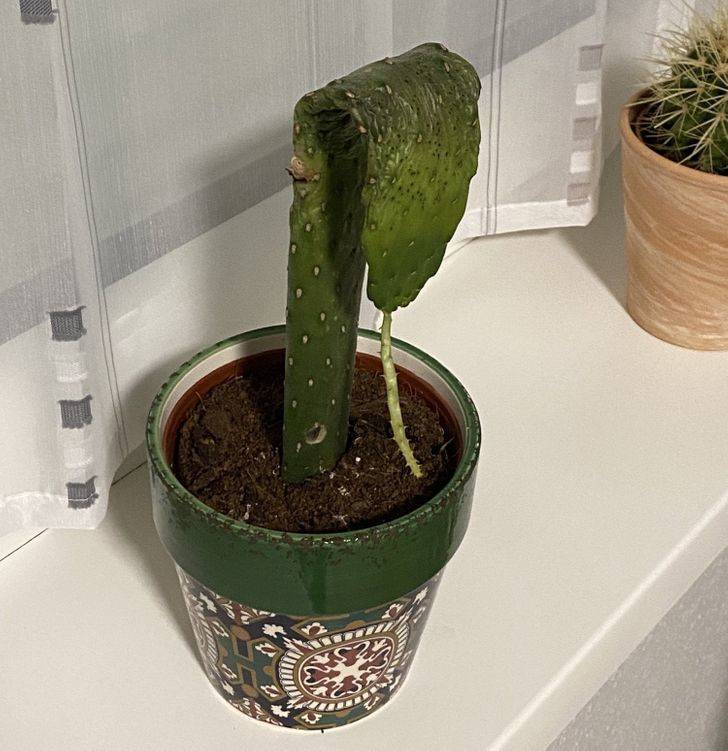 “Came home from vacation to find that my cactus had given up on life.”