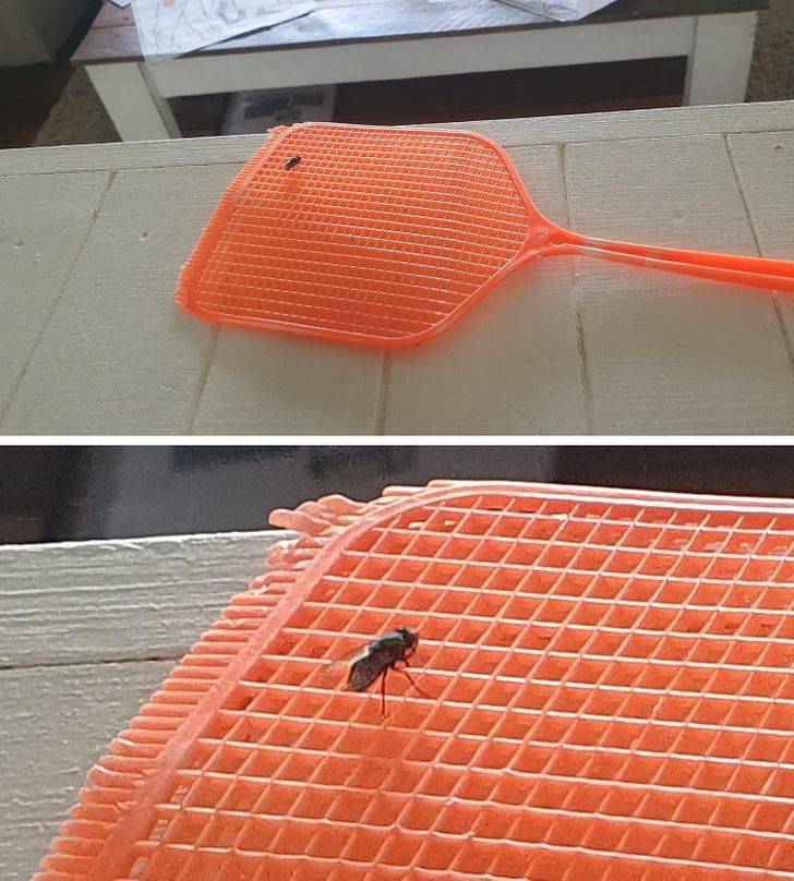 “The fly that I’ve been trying to swat for half a day decided to take a little break.”