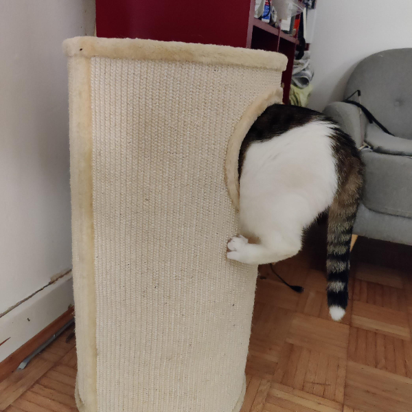 “Bought this cat tower, but my cat doesn’t fit.”
