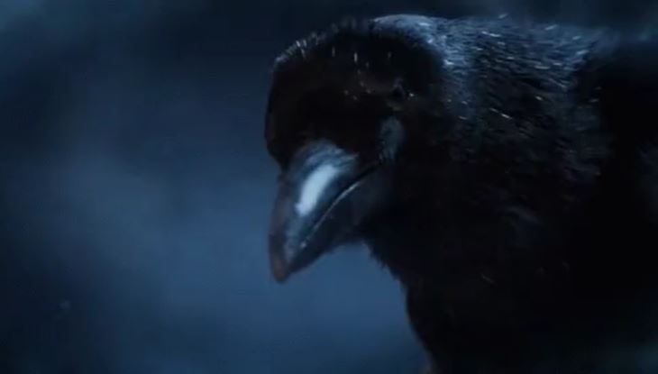 crazy facts - Crows have been known to recognize human faces and even attack them if they’ve somehow pissed them off.