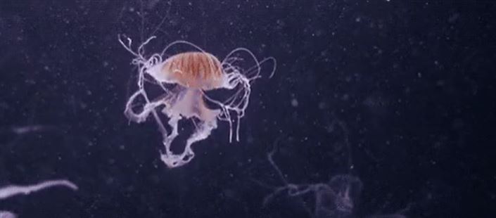 crazy facts - Our seas are seeing massive jellyfish blooms due to climate change.