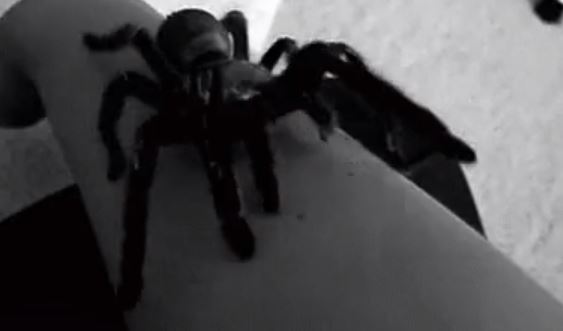crazy facts - Scientists have found a new kind of tarantula with a horn on its back in southeastern Angola.