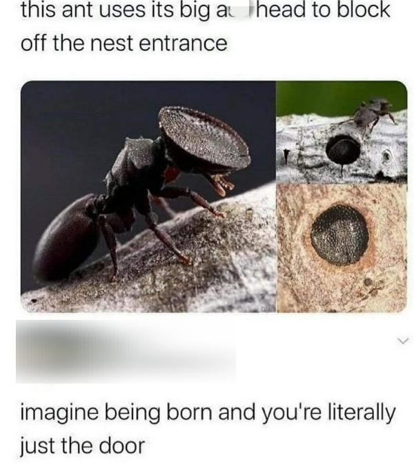 wtf memes - turtle ant - this ant uses its big a head to block off the nest entrance imagine being born and you're literally just the door