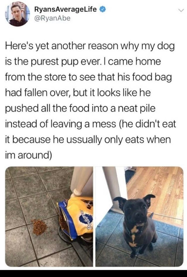people lying online for cloout - photo caption - RyansAverageLife Here's yet another reason why my dog is the purest pup ever. I came home from the store to see that his food bag had fallen over, but it looks he pushed all the food into a neat pile instea