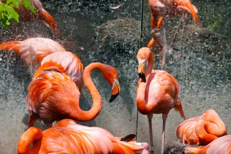 "It turns out that zoos use mirrors in the blocks with flamingos or other birds to make them believe that their flock is larger than it really is."
