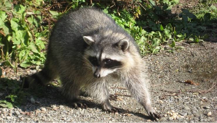 "It turns out that the life expectancy of a raccoon in the wild is only 1.8 to 3.1 years."