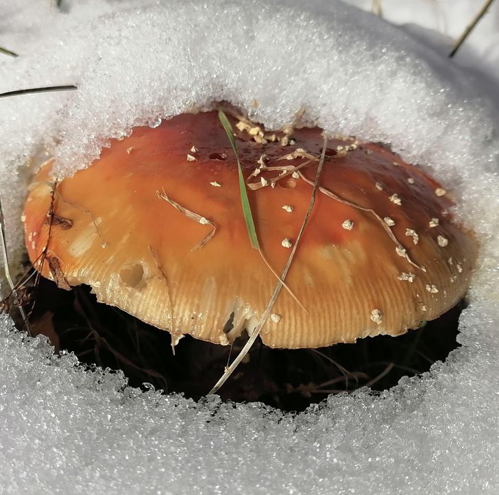 photos to double take - medicinal mushroom