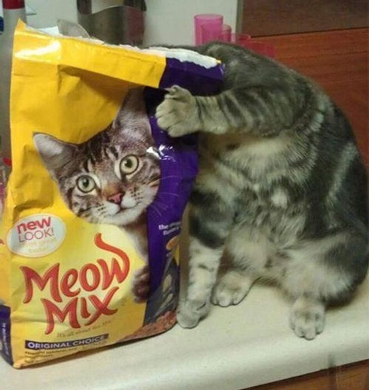 photos to double take - funny cat in bag - new Look Meow Mu Original Choice
